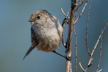 Tiny Bushtit Perched on a Marsh Reed Stalk