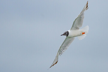 Bonaparte's Gulls in Graceful Flight