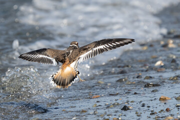 Killdeer Shorebird in Graceful Flight