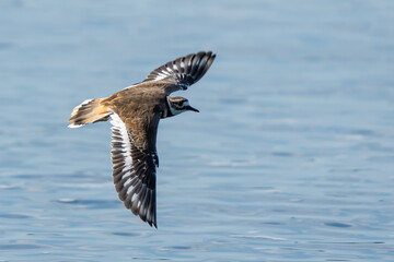 Killdeer Shorebird in Graceful Flight