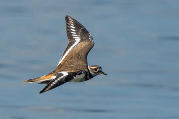 Killdeer Shorebird in Graceful Flight