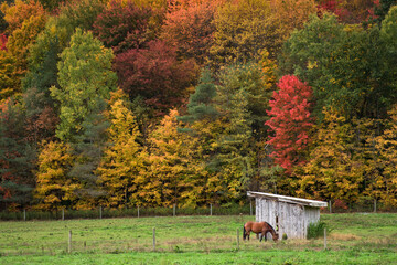 A very colorful Autumn in Upstate NY this year.  Horses enjoying a beautiful Fall day in their pasture in Upstate NY.
