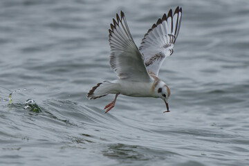 Bonaparte's Gulls in Graceful Flight