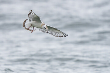 Bonaparte's Gulls in Graceful Flight