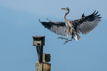Dramatic Great Blue Heron Landing