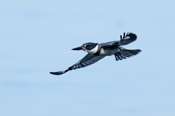 Angry Belted Kingfishers in Flight