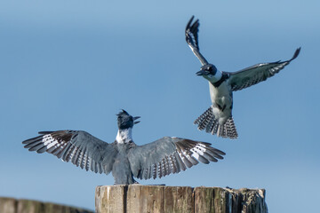 Angry Belted Kingfishers in Flight