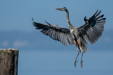Dramatic Great Blue Heron Landing