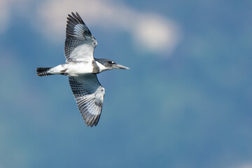 Angry Belted Kingfishers in Flight
