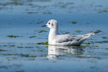 Bonaparte's Gulls Swimming in Puget Sound Washington