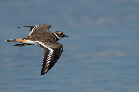 Killdeer Shorebird in Graceful Flight