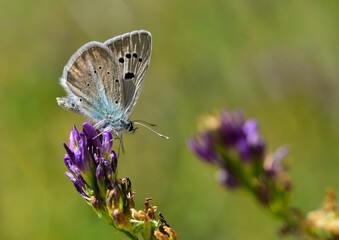 Polyommatus merhaba 829