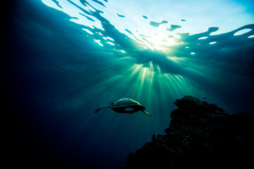 Fototapeta na wymiar Green Sea Turtle swimming in silhouette on the Great Barrier Reef at LAdy Elliot Island.