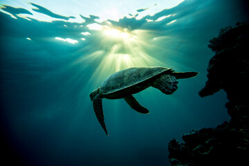 Fototapeta premium Green Sea Turtle swimming in silhouette on the Great Barrier Reef at LAdy Elliot Island.