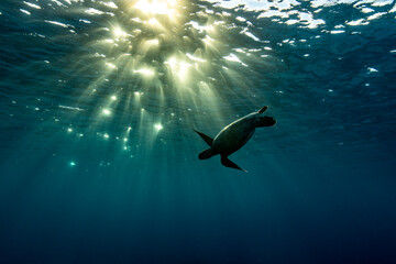 Green Sea Turtle swimming in silhouette on the Great Barrier Reef at LAdy Elliot Island.