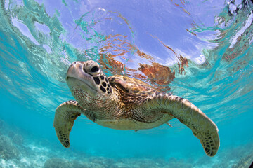 Green Sea Turtle swimming in the crystal clear lagoon at Lady Elliot Island on the Great Barrier Reef.