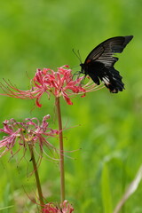 butterfly on a red spider lily