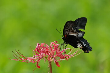 butterfly on a red spider lily