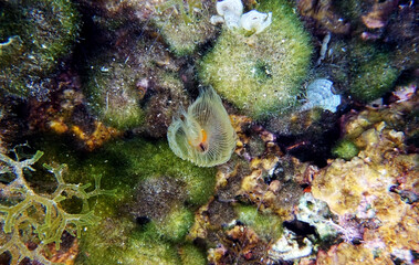 Mediterranean Horseshoe Tubeworm - (Protula tubularia)
