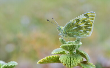 Pontia callidice 872