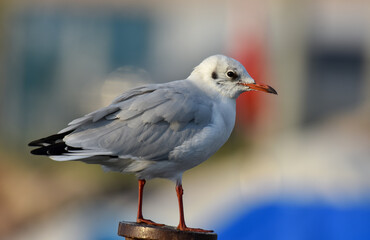 Beautiful seagull standing on a iron, closeup
