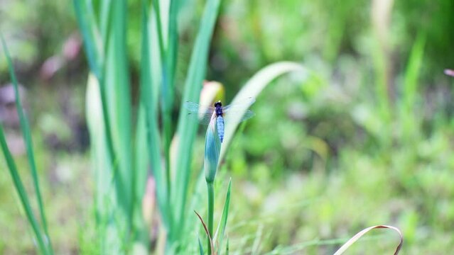 ハナショウブの蕾にとまるシオカラトンボ
