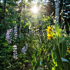 Lush Wildflowers in Shady Summer Aspen Forest in Lake Tahoe Basin, Nevada