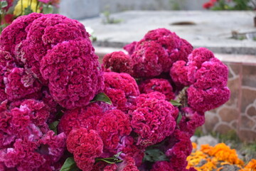 Flor Celosia argentea color morado o rosa, planta el dia de muertos en méxico 
