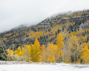 autumn forest in the mountains with first snow