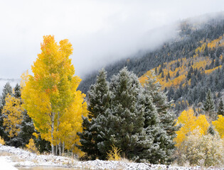 autumn forest in the snow