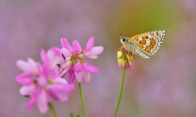Pyrgus sidae 863