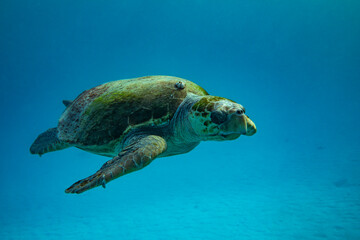 A loggerhead turtle swims over the Great Barrier Reef at Lady Elliot Island in Queensland Australia.