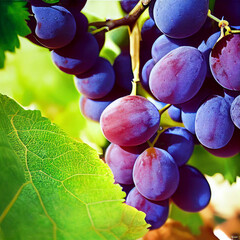 Grapes