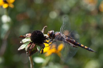 Black saddlebags dragonfly perched on a dried flower head (profile)