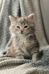 Cute kitten on knitted blanket. Baby animal