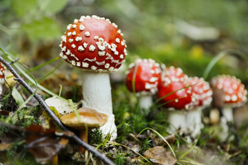 Fresh wild mushrooms growing in forest, closeup. Space for text