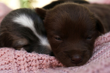 Cute puppies sleeping on pink knitted blanket, closeup