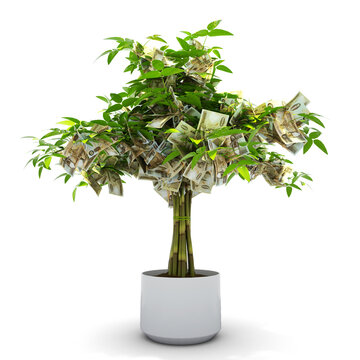 Zambian kwacha tree. 3d rendering of Money on tree isolated on white background. financial growth
