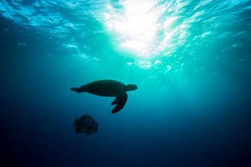 a majestic green sea turtle swimming through sun rays on the Great Barrier Reef at Lady Elliot Island in Queensland Australia 