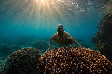 a majestic green sea turtle swimming through sun rays on the Great Barrier Reef at Lady Elliot Island in Queensland Australia 