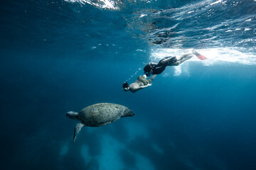 Swimming with Green Sea Turtles on the Great Barrier Reef at Lady Elliot Island in Queensland Australia.