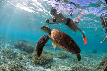 Swimming with Green Sea Turtles on the Great Barrier Reef at Lady Elliot Island in Queensland Australia.