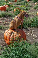 Dog sitting on top of a pumpkin in a pumpkin patch