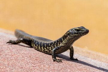 Australian Eastern Water Skink basking on sandstone rock
