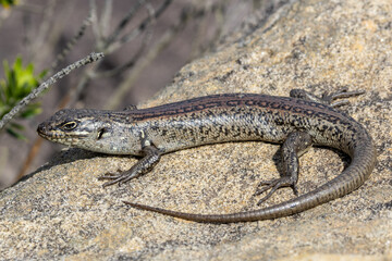 Australian White's skink basking on sandstone rock