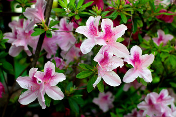 Obraz premium Several flowers of azalea (Rhododendron simsii Planch), light pink.