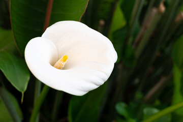 Close-up of a calla lily (Zantedeschia aethiopica).