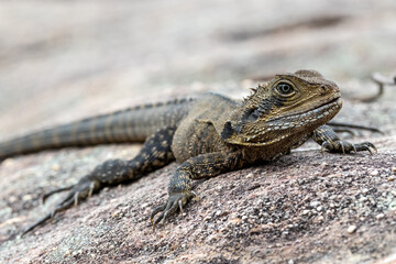 Australian Eastern Water Dragon basking on sandstone rock