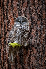 Oregon great gray owl against a ponderosa pine tree