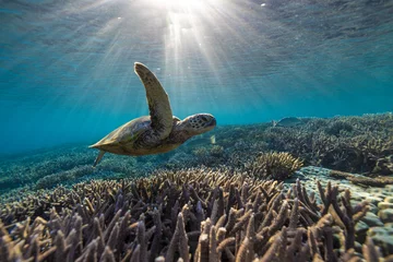 Foto auf Alu-Dibond A green sea turtle swims over the Great Barrier Reef on LAdy Elliot Island on the Southern Great Barrier Reef in Queensland Australia. © Sean